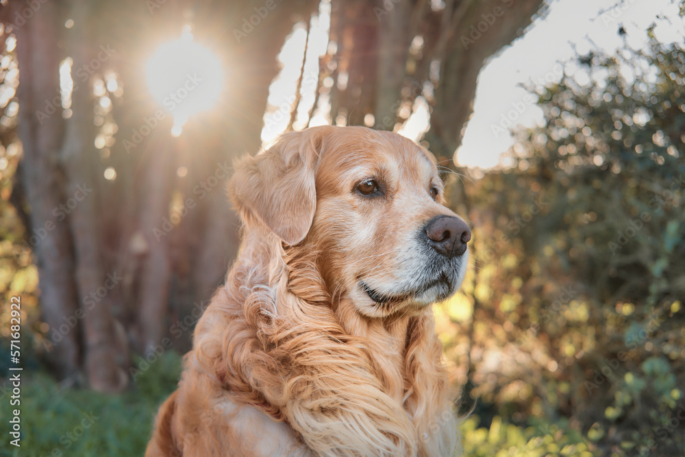 Primer plano horizontal de un Golden Retriever mirando hacia su izquierda con atención