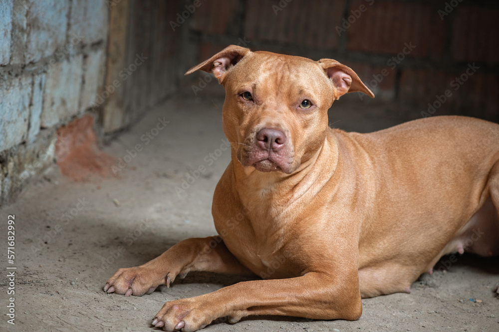 Portrait of a kind pit bull terrier in the basement of a residential building. Portrait of a kind pit bull terrier in the basement of a residential building.