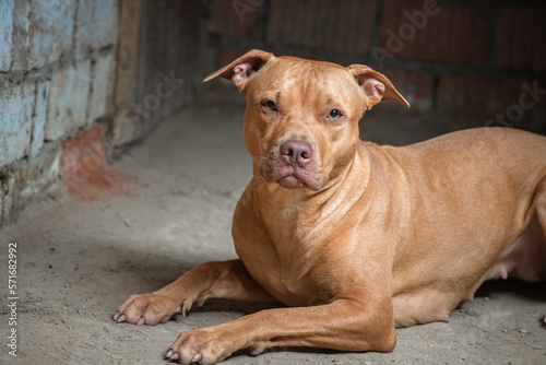 Portrait of a kind pit bull terrier in the basement of a residential building.