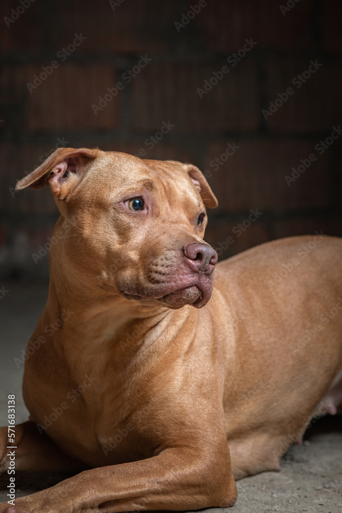 Obraz premium Portrait of a kind pit bull terrier in the basement of a residential building.