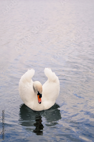 Lonely swan.Swan swims in the lake.Good weather.Beautiful bird in the pond.Wildlife.Wild bird.Nice photo of a swan.A beautiful swan.A bird of love and happiness.A beautiful animal.A bird of love.