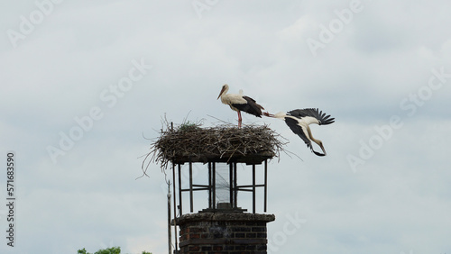 White stork flying from the nest