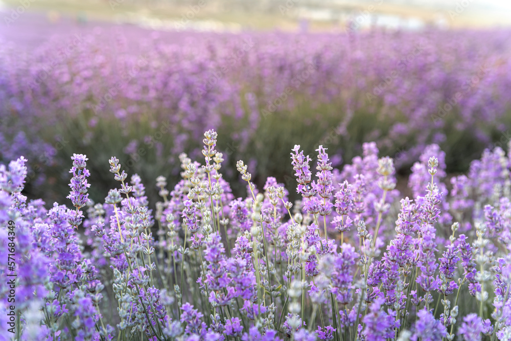 Fototapeta premium Lavender bushes closeup on sunset. Sunset gleam over purple flowers of lavender. Provence region of France.