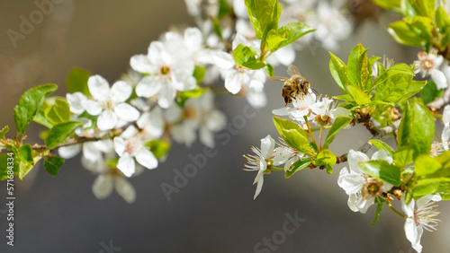 A Bee sitting on the Wild cherry tree (Prunus Avium)