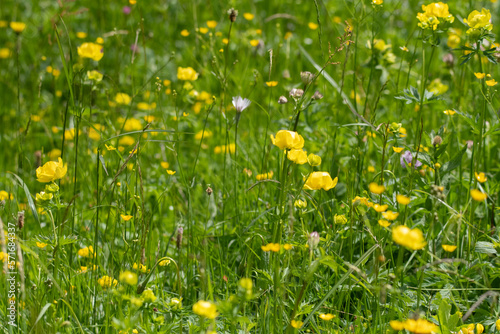 Yellow globeflowers (Trollius europaeus) in the grass