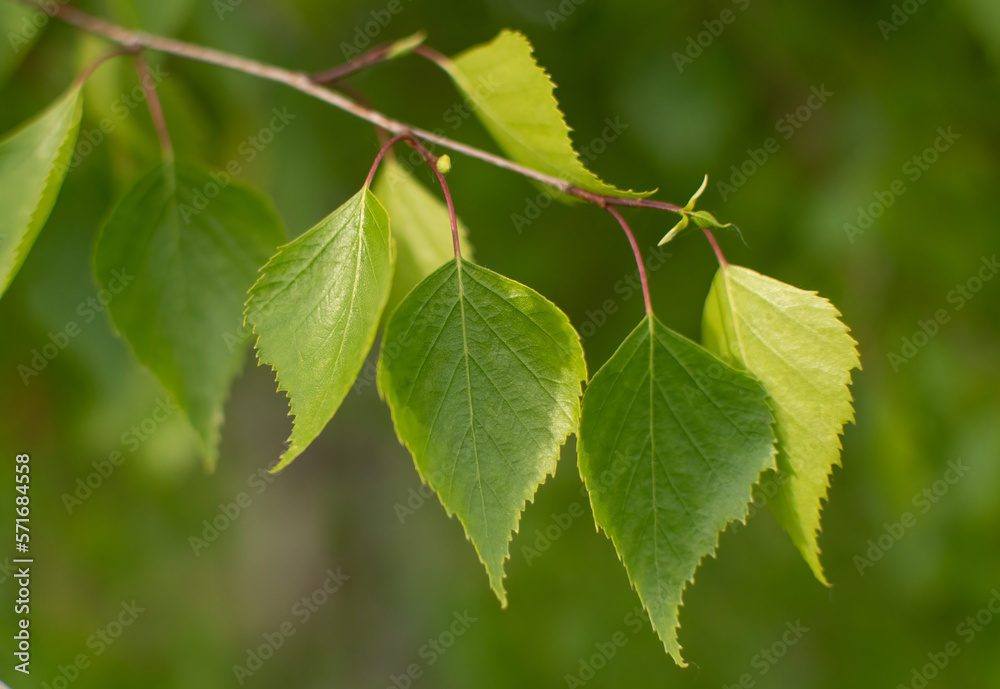 Fototapeta premium Silver birch tree (Betula pendula) leaves on Spring