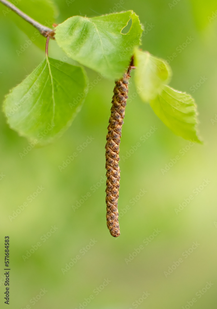 Birch tree (Betula pendula) leaves and catkins on Spring Birch tree (Betula pendula) leaves and catkins on Spring