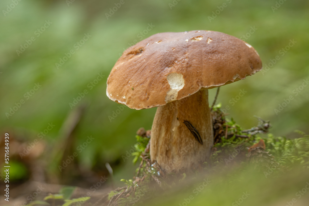 Boletus edulis in an edible and very tasty mushroom also known as Porcini. Can be prepared on different dishes. Boletus edulis in an edible and very tasty mushroom also known as Porcini. Can be prepared on different dishes.