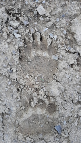 A brown bear footprint on mud