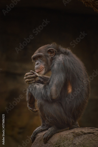 portrait of a thinking chimpanzee  © Ungureanu