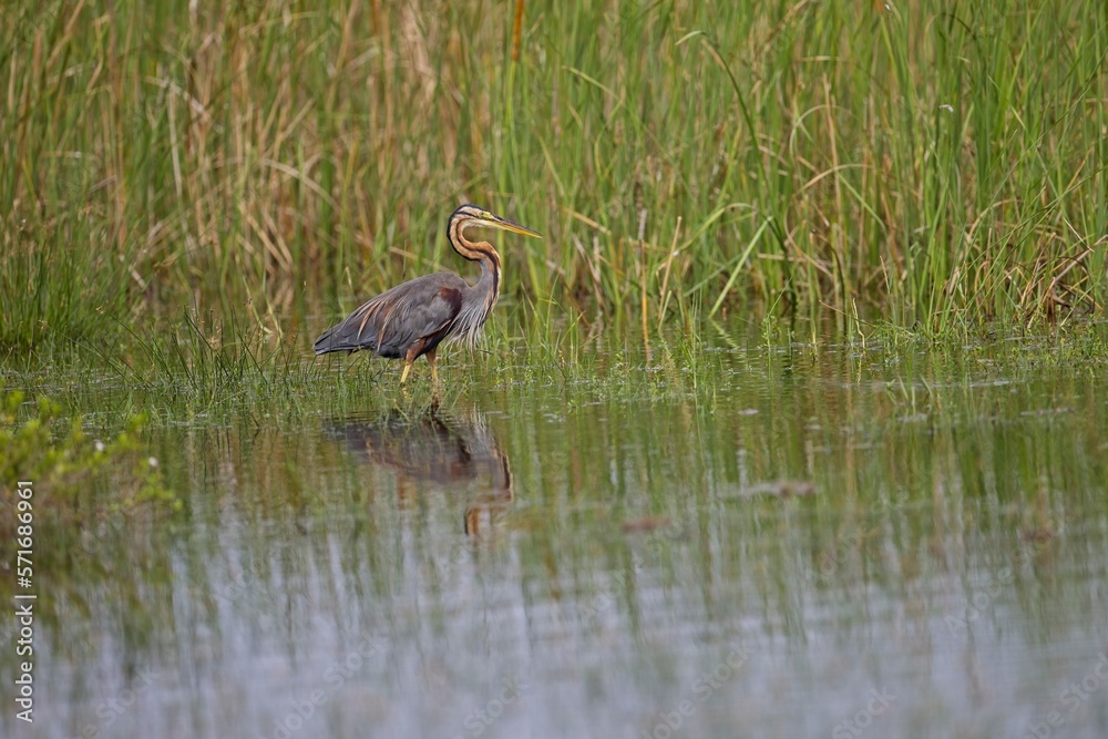 The purple heron, Red heron (Ardea purpurea) in natural habitat. In the lake at Sri Lanka, Volavka Červená landing The purple heron, Red heron (Ardea purpurea) in natural habitat. In the lake at Sri Lanka, Volavka Červená landing