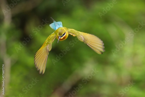 Flying the blue-tailed bee-eater (Merops philippinus), Sri Lanka, Bundala