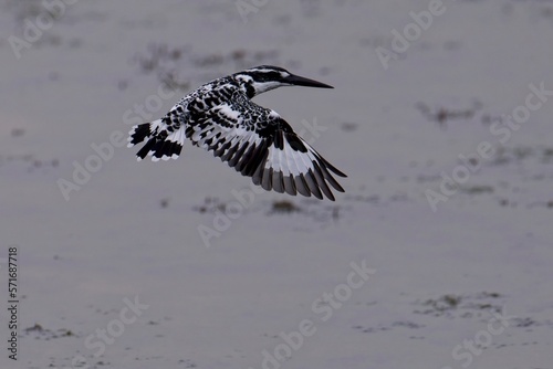 Pied Kingfisher hovering above a small pond in the Bundala national park, Sri Lanka. (Ceryle rudis) photo