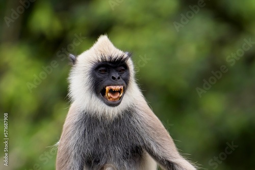 The tufted gray langur  Semnopithecus priam   also known as Madras gray langur  and Coromandel sacred langur 