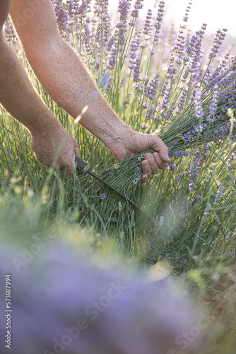 Harvesting season. Lavender bouquets. The farmer cuts the flowers.