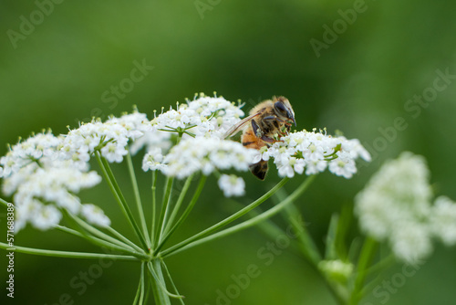 Bee collects pollen for honey from white flower. Anise flower field. caraway flower t. Fresh medicinal plant. Seasonal background. Blooming cumin field background on summer sunny day.