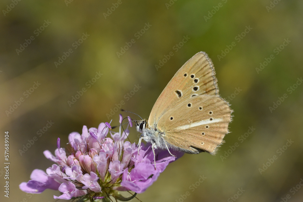 Obraz premium Ripart's anomalous blue (Polyommatus ripartii). Little blue butterfly on wild grass