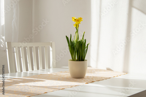 Spring flower yellow daffodil in a flowerpot on a white table in the kitchen.