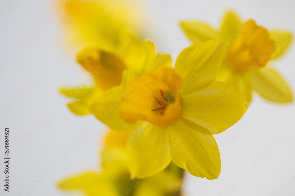 Spring flower yellow daffodil in a flowerpot on a white table in the kitchen. Spring flower yellow daffodil in a flowerpot on a white table in the kitchen.