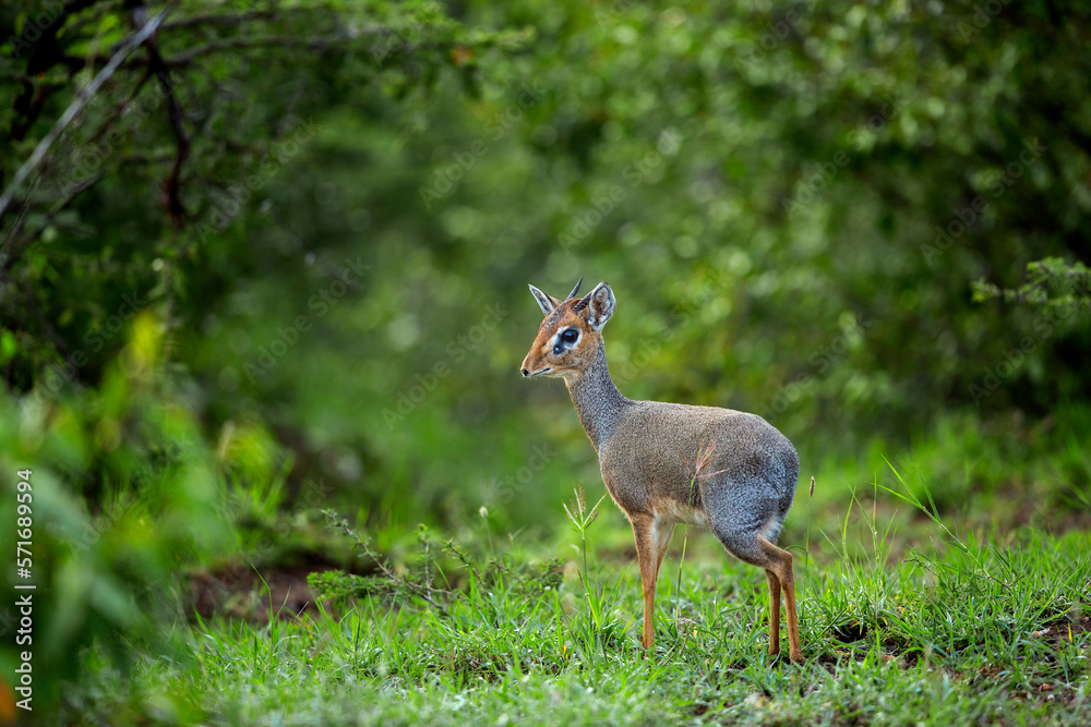 Fototapeta premium Kirks Dik-dik in African Forest