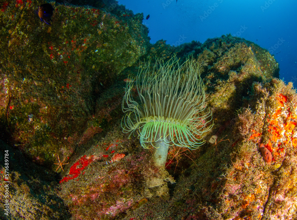 Fototapeta premium Yellow cnidiran exposed in the ocean current at the bottom of the sea.