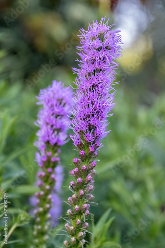Liatris spicata or dense blazing star purple flower in the garden design.