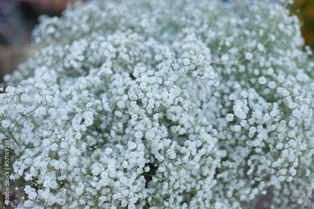 White Gypsophila flower bouquet on sale at flower shop. White Gypsophila flower bouquet on sale at flower shop.