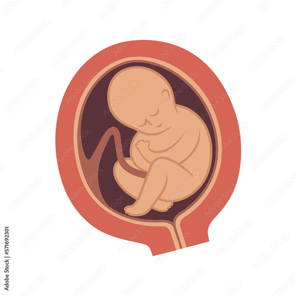 Baby in mother's womb. Baby in mother's womb.