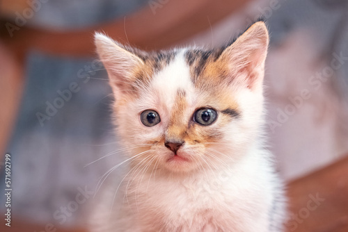 A small fluffy kitten in a room on a blurred background close-up © Volodymyr