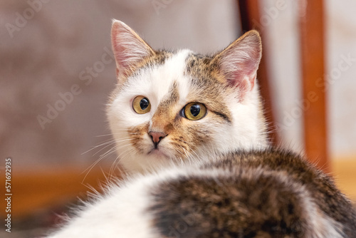 Fototapeta Naklejka Na Ścianę i Meble -  A white spotted cat lies in the room and looks back