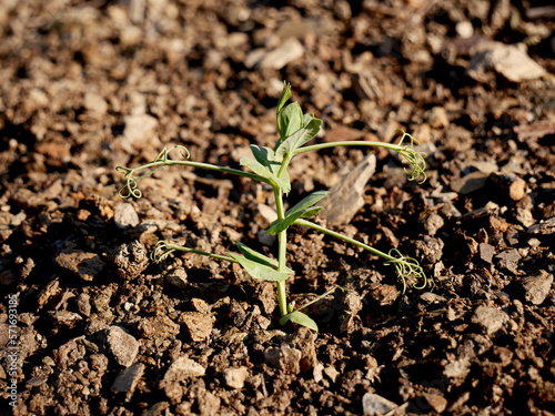 A pea seedling illuminated by the light of the setting sun