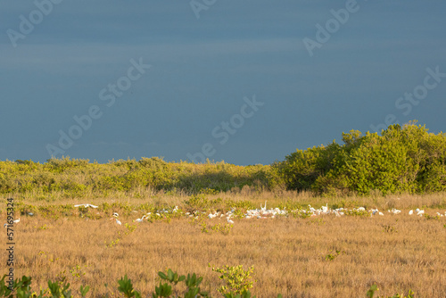 Flock of wading birds feeding in salt marsh at Black Point Wildlife Drive at Merritt Island NWR, FL.