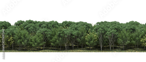 forest line, trees in the forest with grass and fallen leaves, isolated on transparent background, 3D illustration, cg render