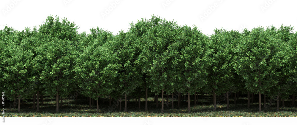 forest line, trees in the forest with grass and fallen leaves, isolated on transparent background, 3D illustration, cg render