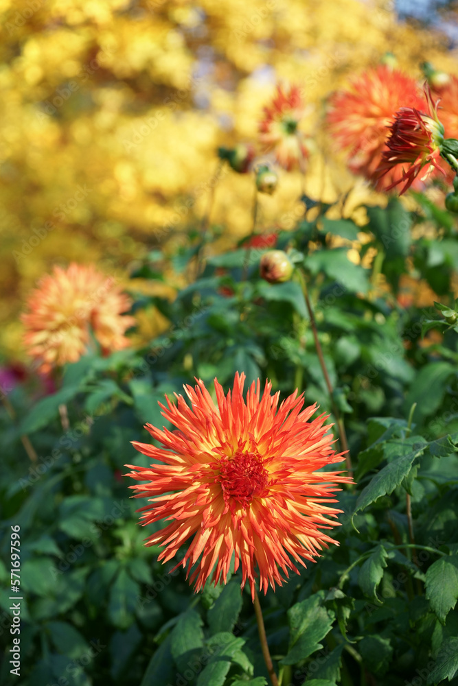 Dahlia Flame blend Autumn trees Dahlia Flame blend Autumn trees