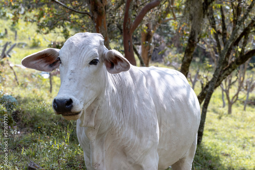 Close-up of Nelore cow on the farm. Animal with white and grey fur.