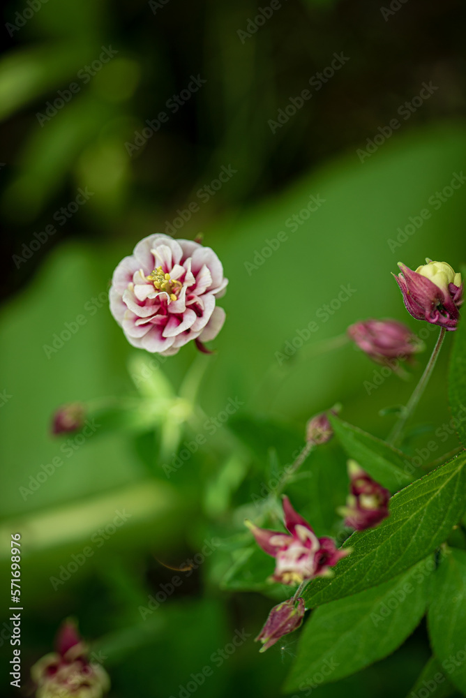 Close up of pink columbine (aquilegia) blossom Close up of pink columbine (aquilegia) blossom