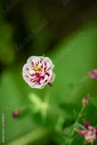Close up of pink columbine (aquilegia) blossom
