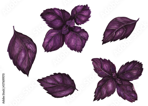 Botanical watercolor illustration. Fresh violet basil leaf and branch