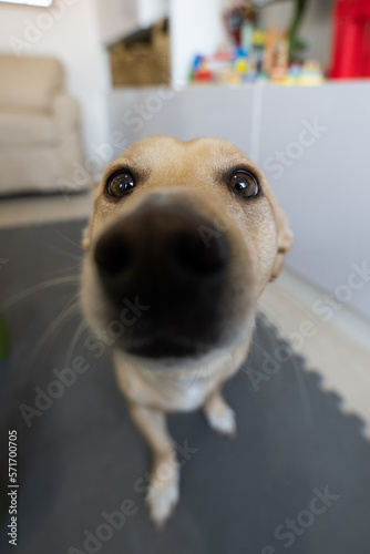 Homeless puppy adopted and happy at home. Puppy in the living room