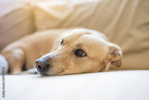 Homeless puppy adopted and happy at home. Puppy in the living room