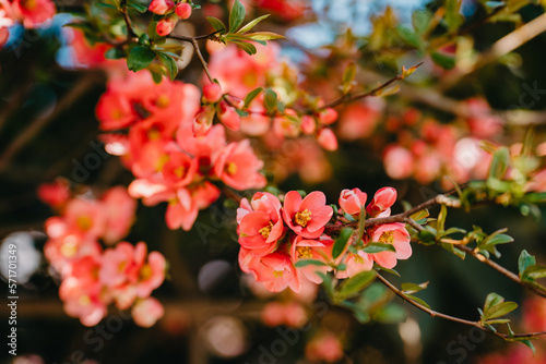 Tableau sur toile Blooming Japanese quince in spring - Chaenomeles japonica.