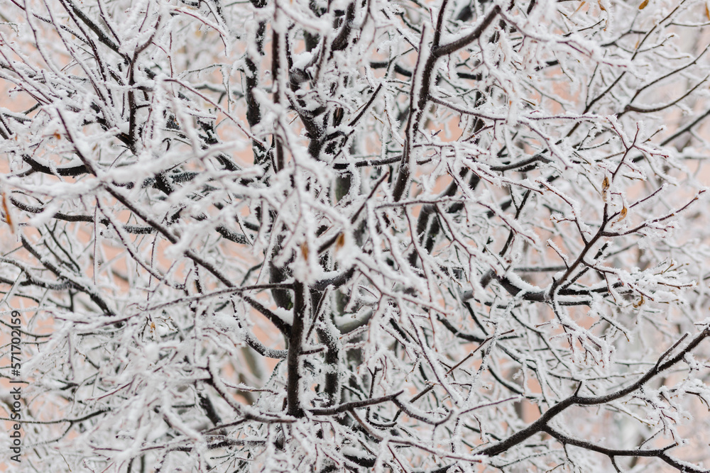 Winter texture of the branches of trees covered with a thick layer of snow