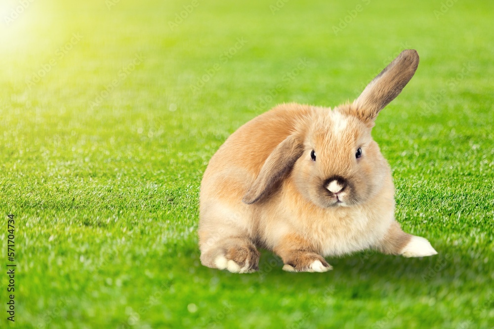 Small cute rabbit or bunny sitting on green grass Small cute rabbit or bunny sitting on green grass