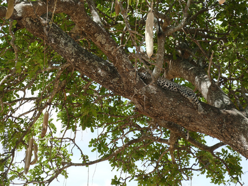 Leopard Panthera pardus  resting in acacia tree