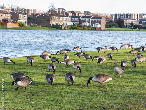 Canada and greylag geese feeding close to a residential area, UK photo