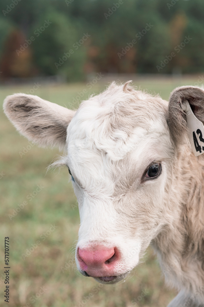 close up of white calf with pink nose in a field on a farm in Virginia close up of white calf with pink nose in a field on a farm in Virginia