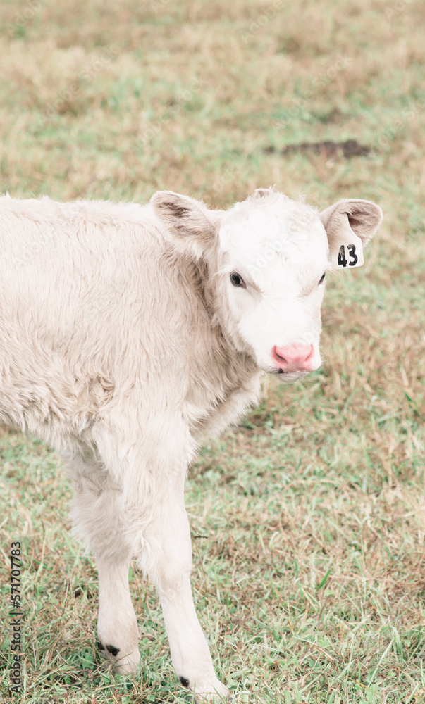 close up of white calf with pink nose in a field on a farm in Virginia close up of white calf with pink nose in a field on a farm in Virginia