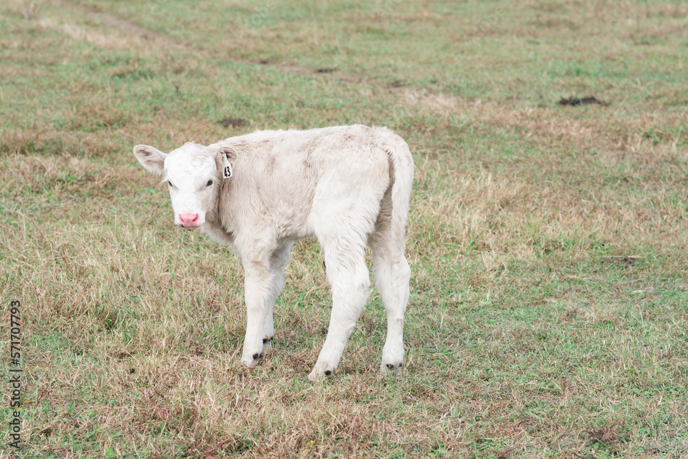 Fototapeta premium white calf with pink nose in a field on a farm in Virginia