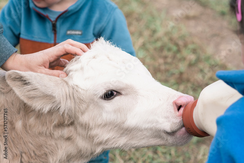 close up of white calf with pink nose being fed in a field on a farm in Virginia